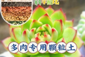 多肉植物的土配方及养护要点（打造理想土壤，培养健康多肉）