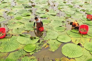 探秘鸡头米——一种具有丰富药用价值的植物（了解鸡头米的分类、特征及药用功效）