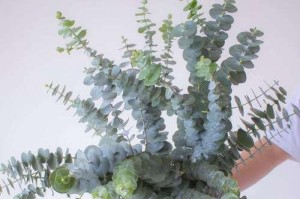 以水养植物，培育浓绿茂盛的叶片（水生植物的叶片成长秘诀与技巧）