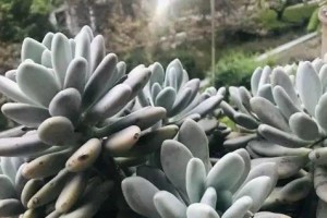 如何使桃美人变得丰盈肥美（掌握关键因素，让桃美人焕发诱人魅力）
