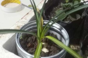 花黄叶子的原因及处理方法（探究花木为什么会出现黄叶现象，以及如何有效处理）