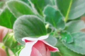 重瓣大岩桐的浇水方法（掌握科学浇水技巧，让重瓣大岩桐健康生长）