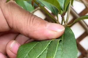 救活枯萎的发财树，让其重新焕发生机（发财树叶子干了怎么办？教你拯救濒危的绿色财富）