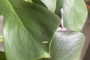 绿萝叶尖黑了掐掉会怎么样？（掐掉黑色叶尖对绿萝生长的影响及处理方法）