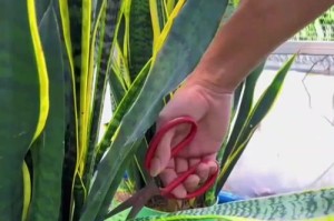 虎皮兰叶子缩水的原因及解决方法（保护虎皮兰健康生长，让叶子恢复饱满生机）