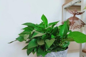 如何处理水培绿萝叶发黄问题？（有效解决绿萝叶发黄的方法和技巧）