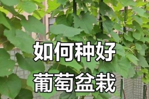 盆栽葡萄老了怎么办？（延长盆栽葡萄的寿命，让它继续开花结果）