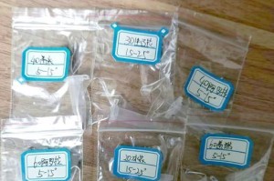 多肉种子苗养护全攻略（掌握养殖技巧，打造多肉小天地）