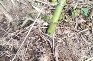 雷竹笋适合种植的地方及方法（了解雷竹笋适合的土壤、气候和水源，学会种植雷竹笋）