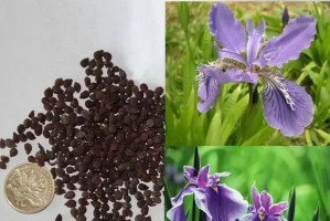 紫醋浆草的养殖技巧及注意事项（打造美丽花园的必备植物，紫醋浆草养殖指南）