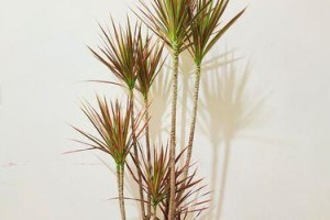 三色千年木的养殖技巧（打造绿意盎然的家庭庭院，轻松养殖三色千年木）