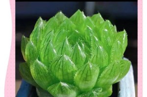 玉露绿意盎然的培育之道（以玉露怎样养，方能透绿芳华）