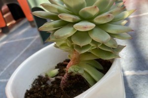 多肉植物叶片全部掉落后的恢复方法（教你如何让多肉植物重新长出叶片，专家教你全程护肤）