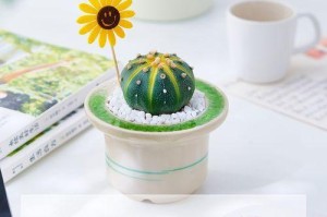 神奇的星兜开花（探索星兜开花的秘密与魅力）