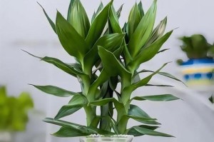 新手如何选择适合种植的盆栽（室内盆栽选择与养护指南）