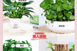 绿萝（以绿萝怎么种为例，学习室内绿植养护技巧）