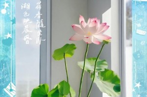 打造美丽花园的秘诀——四季莲花的养护技巧（四季莲花如何养护，打造美丽花园的关键）
