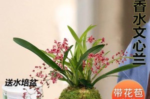 水培兰花全攻略（如何让你的兰花高效成长？）