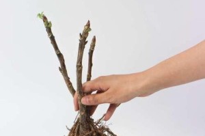 芍药繁殖方法与注意事项（如何让芍药繁殖得更好？）