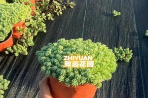 薄毛万年草的养护指南（掌握关键诀窍，打造繁茂秀丽的薄毛万年草）