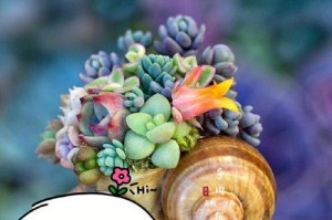 节节高，如何科学浇水？（优化浇水时间和方式，保护花草健康成长）