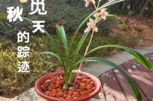 霜降后的兰花管理之道（打造健康美丽的兰花园）