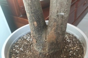 如何正确在发财树树干上切口（掌握发财树切口技巧，让你的植物茁壮成长）