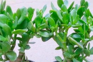多肉玉树的养护技巧（打造健康美丽的多肉玉树花园）