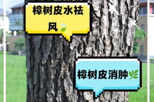 寒冬时节，如何处理因降雪而导致香樟树树皮开裂的问题？（解决方法、预防措施及保护树木健康的关键）
