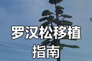 罗汉松夏季浇水方法（罗汉松夏季浇水的注意事项）