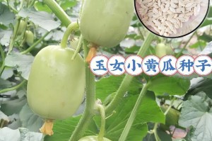 黄瓜的生长周期（掌握黄瓜成长的关键，你需要知道这些！）