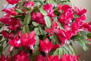 蟹爪兰花蕾都落了，怎么办？（保护蟹爪兰，重新开花的方法与技巧）