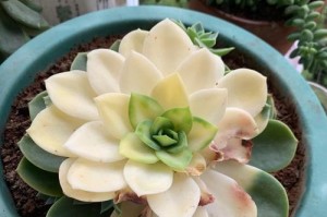 蓝石莲水浇多了掉叶子怎么办？（有效控制蓝石莲掉叶子的方法）