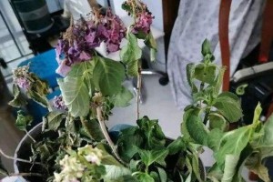 当你发现自己种的花死了怎么办？（如何解决花卉死亡问题及维护花园的关键）