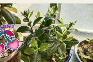 解决栀子花掉蕾的方法（保护花蕾，让栀子花绽放绚丽）