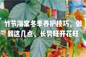 日本海棠修剪方法（打造美丽的花园）