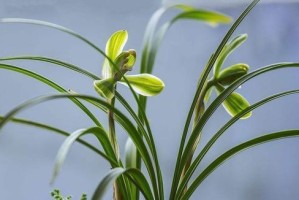 茶叶渣不仅能泡茶还能浇兰花？！（探究茶叶渣对兰花生长的促进作用与使用技巧）