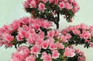 以杜鹃花造型的美丽与艺术（探索杜鹃花的神奇变化与创造力）