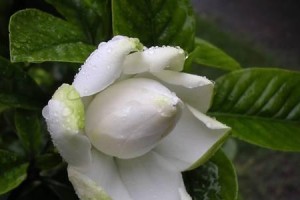 春季栀子的养护之道（打造美丽芬芳的栀子花园）