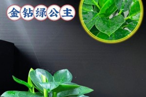 金钻绿萝被冻了，如何抢救？（应对金钻绿萝被冻的紧急措施，保护植物生命力）
