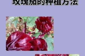 玫瑰的种植技巧和时间（打造美丽花园，掌握科学种植方法）