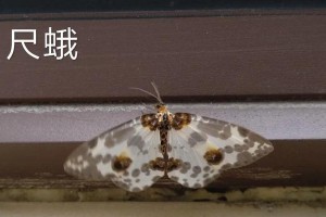 如何收藏红花并有效防止虫害？（红花收藏技巧分享，远离虫害的秘诀）