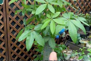 发账树的繁植与养护（从种子到成树，打造美丽花坛）