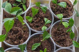 茶花移植指南（轻松掌握茶花移植技巧，打造美丽花园）