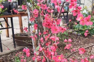 探秘铁杆海棠黄叶的奇妙变化（从秋至冬，叶色金黄，花朵绽放，谜底在于？）