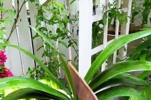 怎样处理叶黄的君子兰（君子兰叶黄处理技巧及注意事项）
