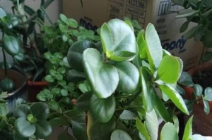 长寿花叶出现黑斑问题的解决方法（保护长寿花叶健康，让其绽放美丽）