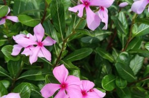 长春花叶子卷曲原因及补救处理方法（园艺爱好者必知，长春花叶子卷曲怎么办）