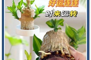 冬天来临，如何应对巴西木叶子脱落问题（保护巴西木冬季生长，让其重焕生机）
