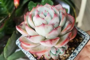 姬莲繁殖的方法与技巧（探索姬莲繁殖的奥秘，打造花园的骄傲）